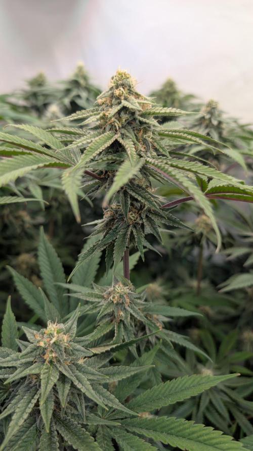 Cup Winning Strains 2026. Week 11