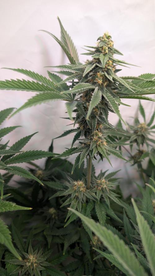 Cup Winning Strains 2026. Week 11