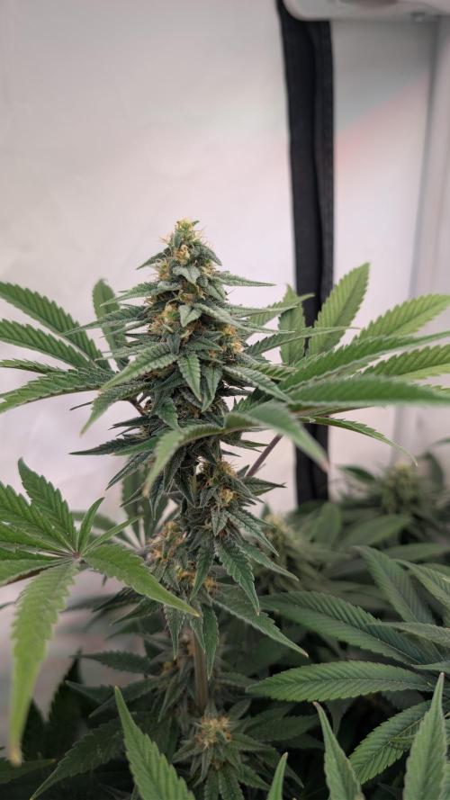 Cup Winning Strains 2026. Week 11