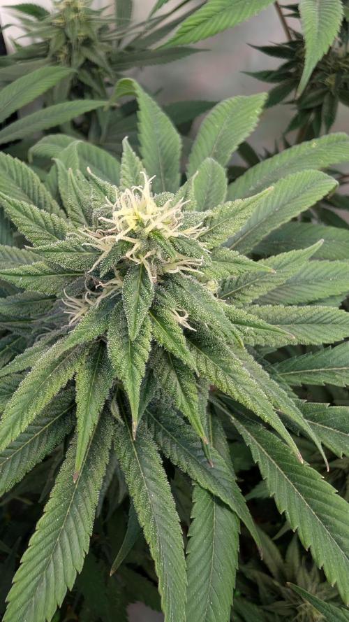 Cup Winning Strains 2026. Week 11