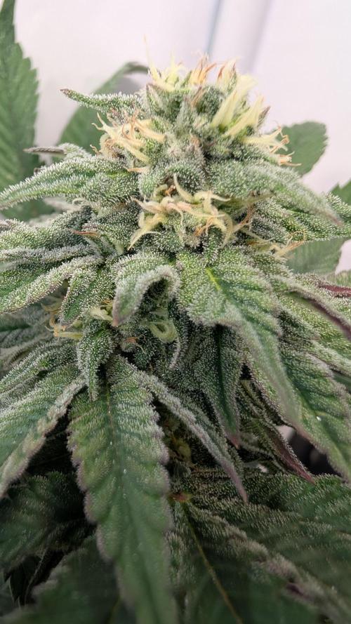 Cup Winning Strains 2026. Week 11