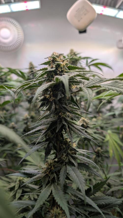 Cup Winning Strains 2026. Week 11