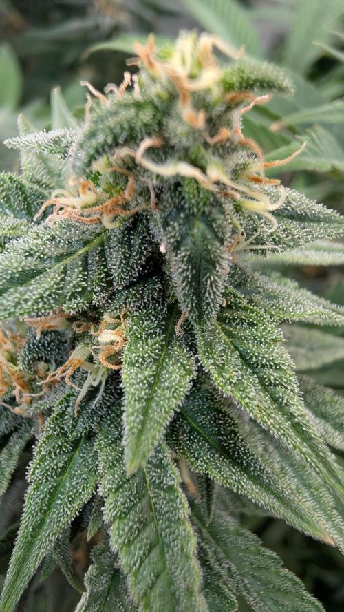 Cup Winning Strains 2026. Week 11