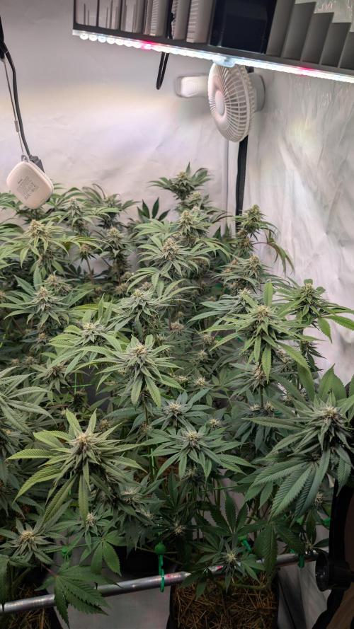 Cup Winning Strains 2026. Week 11