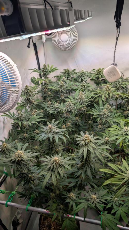 Cup Winning Strains 2026. Week 11