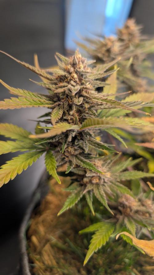 The G-Wagon Autoflower WorldCup 26. Week 9