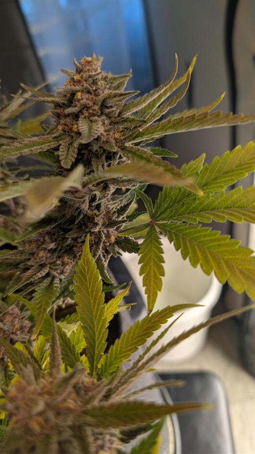 The G-Wagon Autoflower WorldCup 26. Week 9