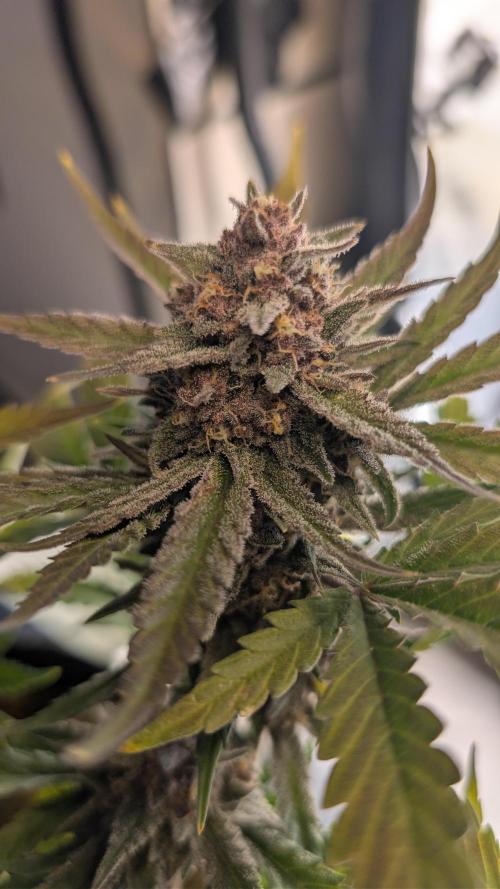The G-Wagon Autoflower WorldCup 26. Week 9