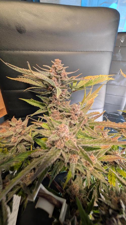 The G-Wagon Autoflower WorldCup 26. Week 9