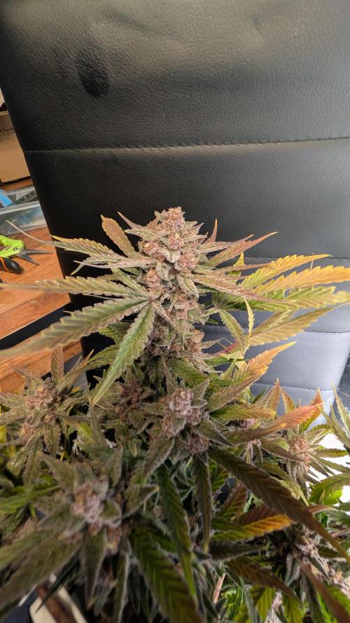 The G-Wagon Autoflower WorldCup 26. Week 9