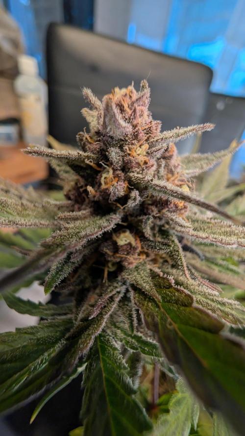 The G-Wagon Autoflower WorldCup 26. Week 9