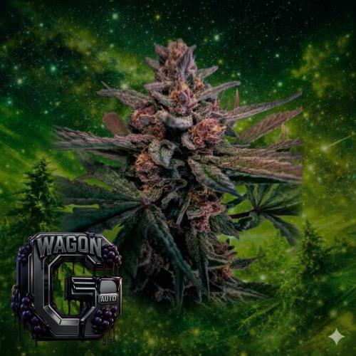 The G-Wagon Autoflower WorldCup 26. Week 9