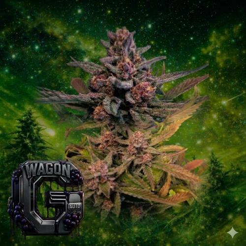 The G-Wagon Autoflower WorldCup 26. Week 9