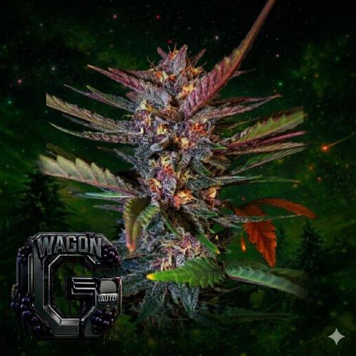 The G-Wagon Autoflower WorldCup 26. Week 9