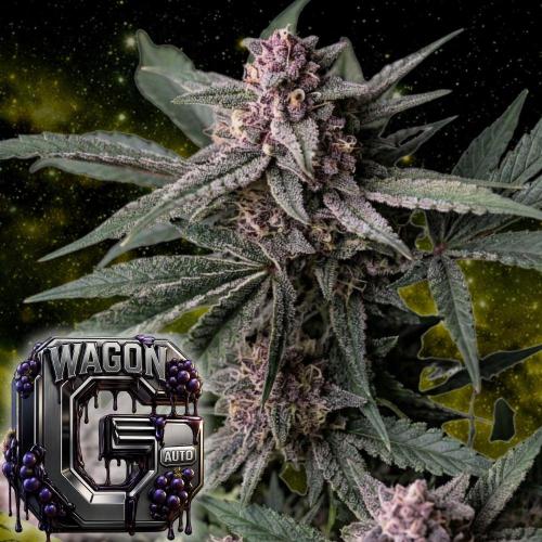 The G-Wagon Autoflower WorldCup 26. Week 9