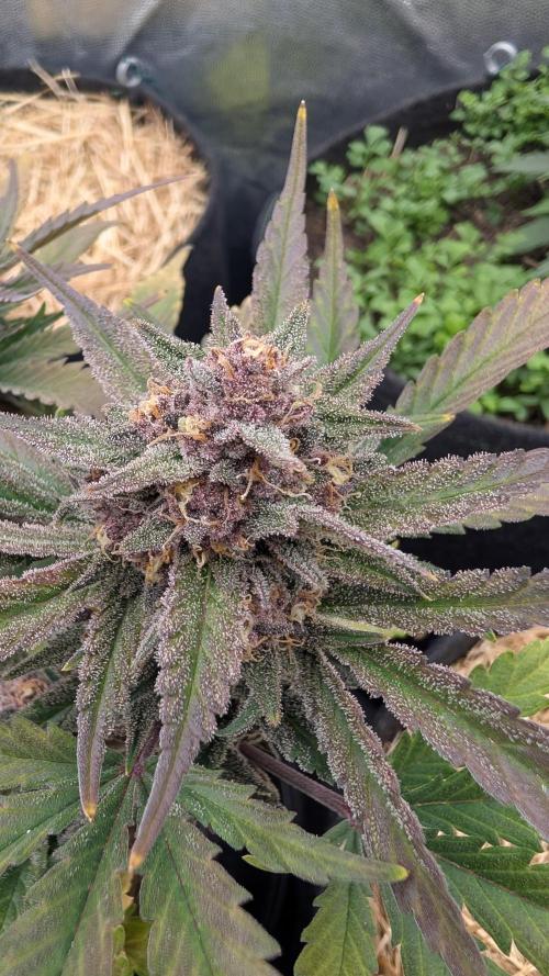 The G-Wagon Autoflower WorldCup 26. Week 9