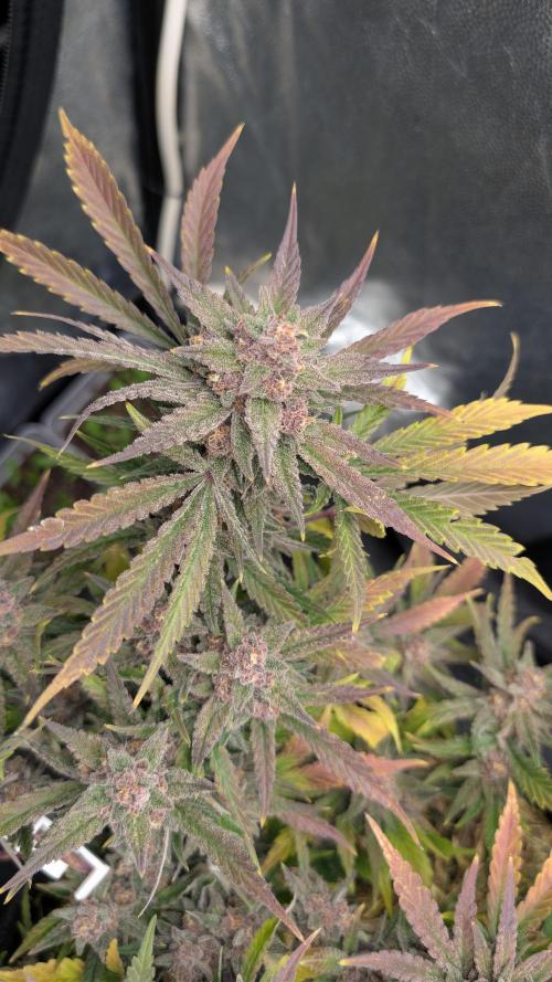 The G-Wagon Autoflower WorldCup 26. Week 9
