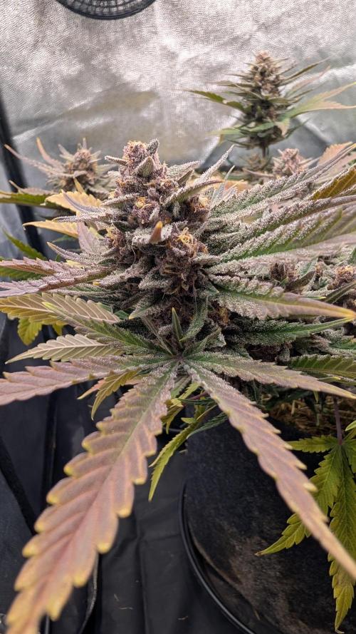 The G-Wagon Autoflower WorldCup 26. Week 9