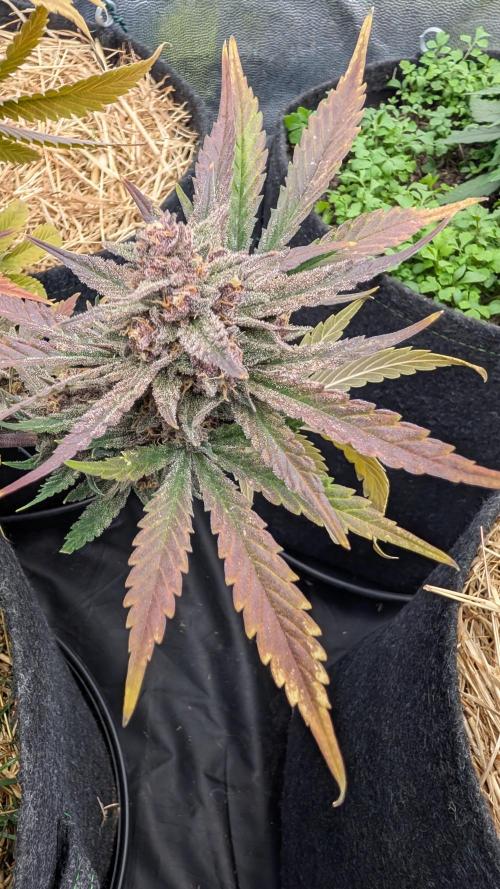 The G-Wagon Autoflower WorldCup 26. Week 9