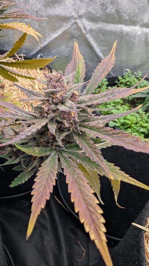 The G-Wagon Autoflower WorldCup 26. Week 9
