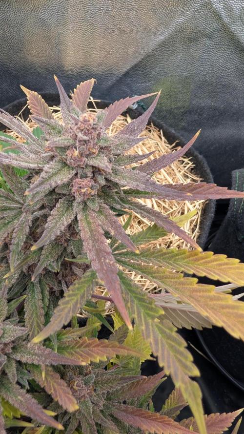 The G-Wagon Autoflower WorldCup 26. Week 9
