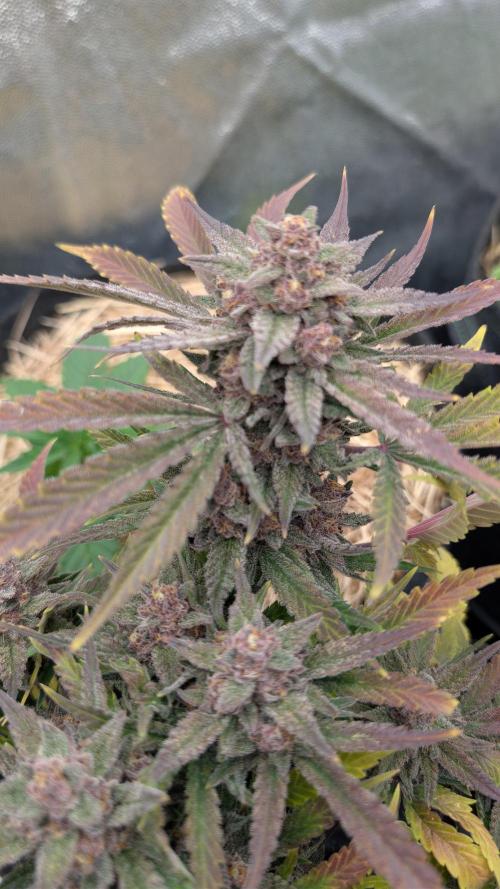 The G-Wagon Autoflower WorldCup 26. Week 9
