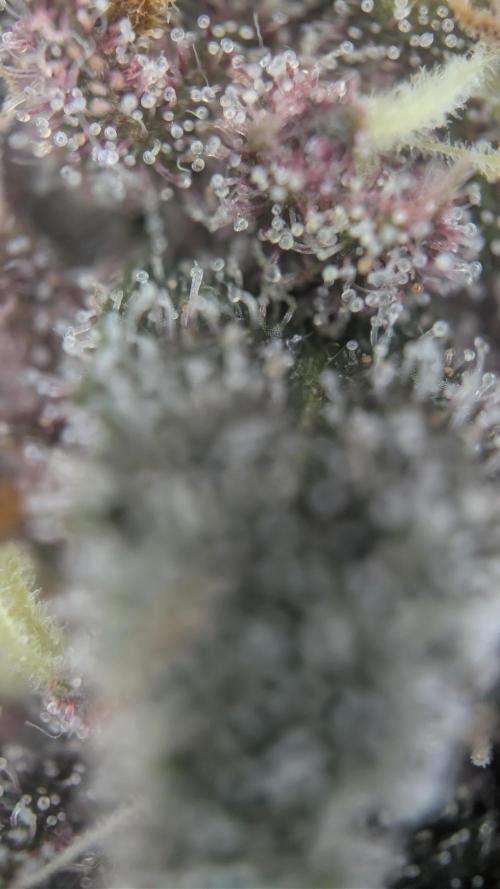 The G-Wagon Autoflower WorldCup 26. Week 9