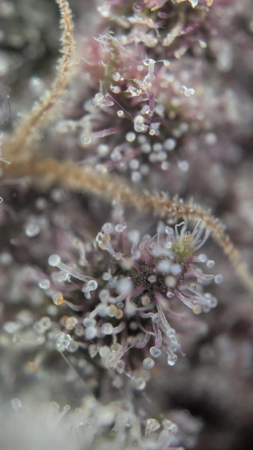 The G-Wagon Autoflower WorldCup 26. Week 9