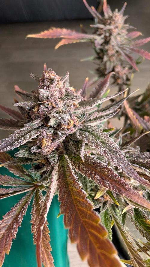 The G-Wagon Autoflower WorldCup 26. Week 9
