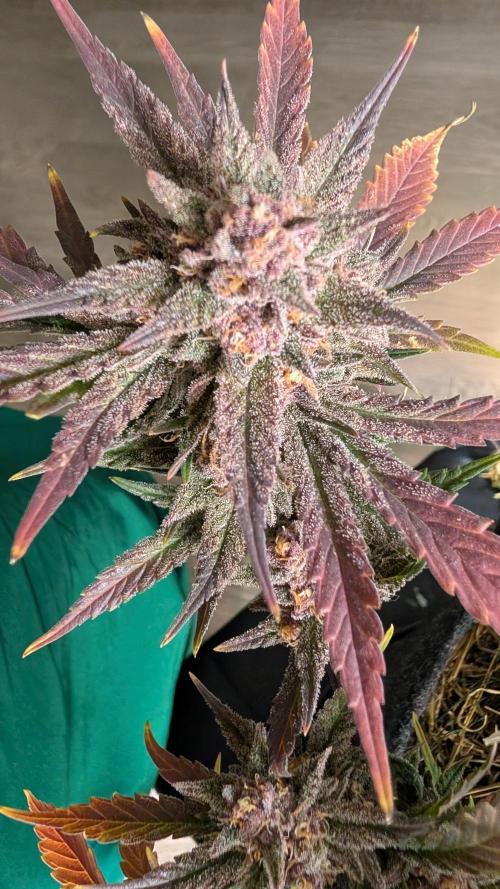 The G-Wagon Autoflower WorldCup 26. Week 9