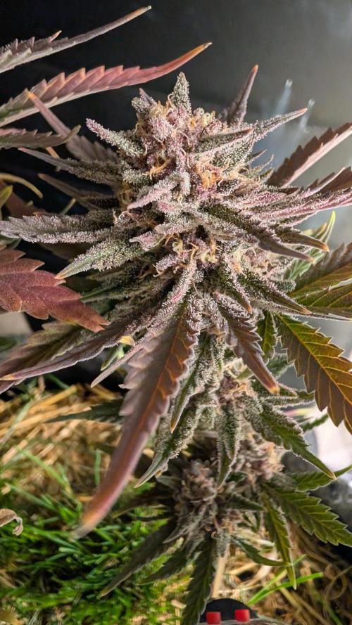 The G-Wagon Autoflower WorldCup 26. Week 9