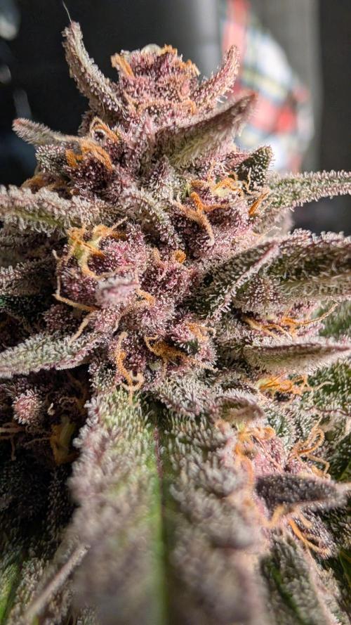 The G-Wagon Autoflower WorldCup 26. Week 9