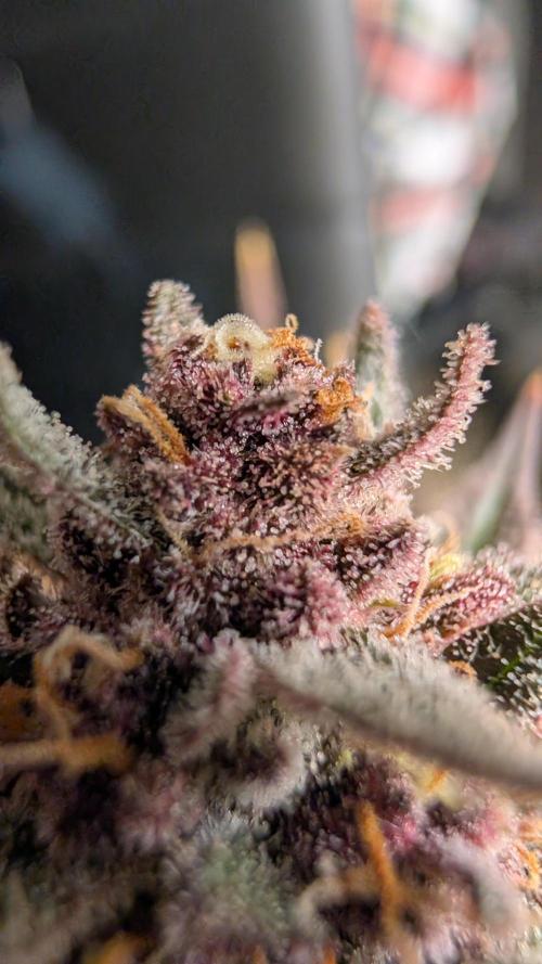 The G-Wagon Autoflower WorldCup 26. Week 9