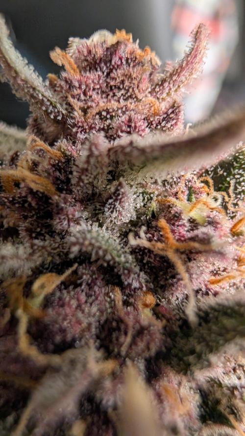 The G-Wagon Autoflower WorldCup 26. Week 9