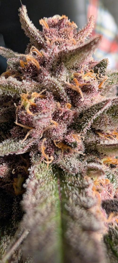 The G-Wagon Autoflower WorldCup 26. Week 9
