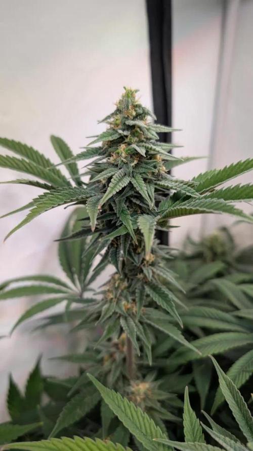Cup Winning Strains 2026