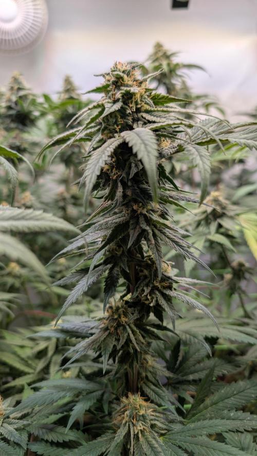 Cup Winning Strains 2026. Week 12