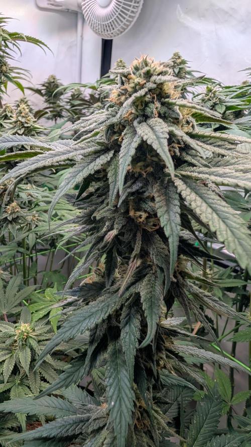 Cup Winning Strains 2026. Week 12