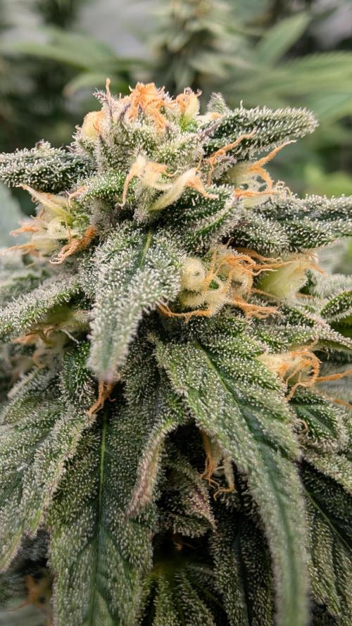Cup Winning Strains 2026. Week 12