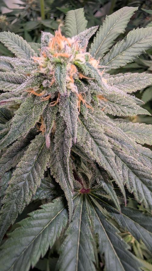 Cup Winning Strains 2026. Week 12