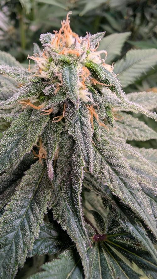 Cup Winning Strains 2026. Week 12