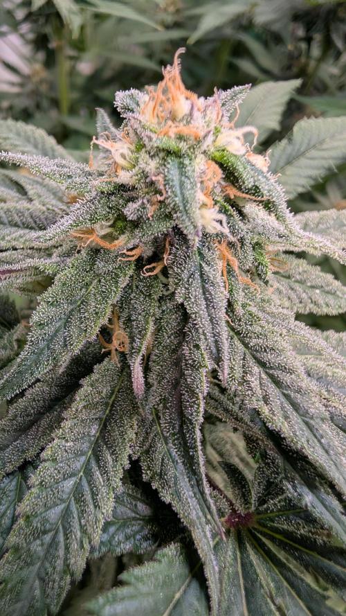 Cup Winning Strains 2026. Week 12