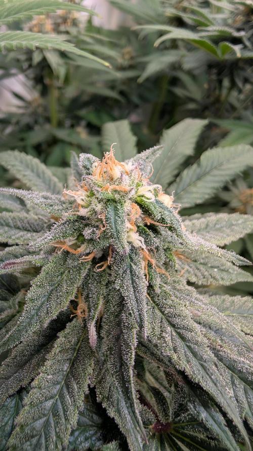 Cup Winning Strains 2026. Week 12