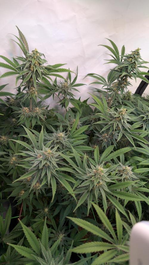 Cup Winning Strains 2026. Week 12
