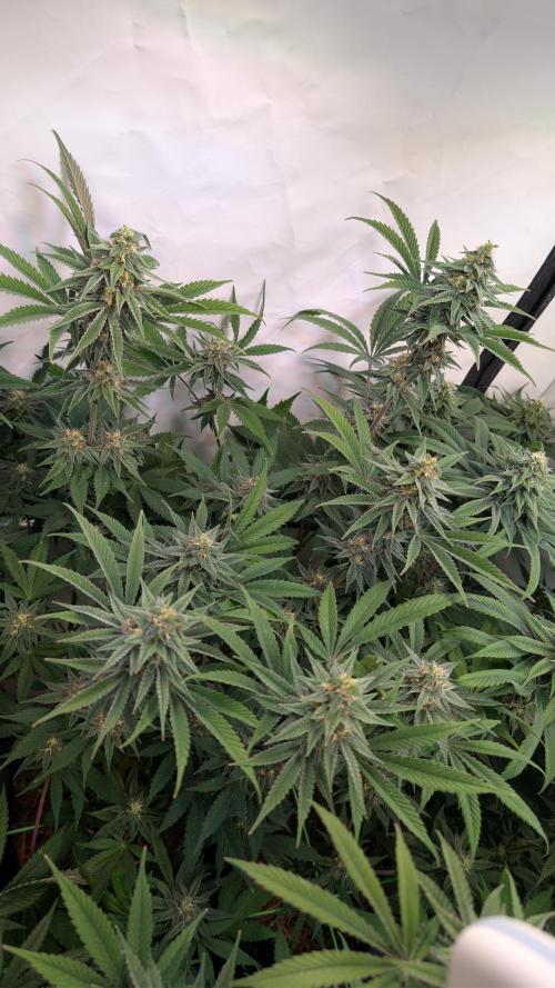 Cup Winning Strains 2026. Week 12