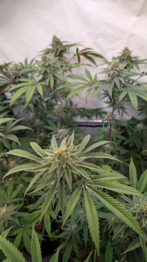 Cup Winning Strains 2026. Week 12