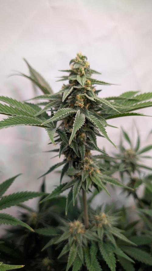 Cup Winning Strains 2026. Week 12
