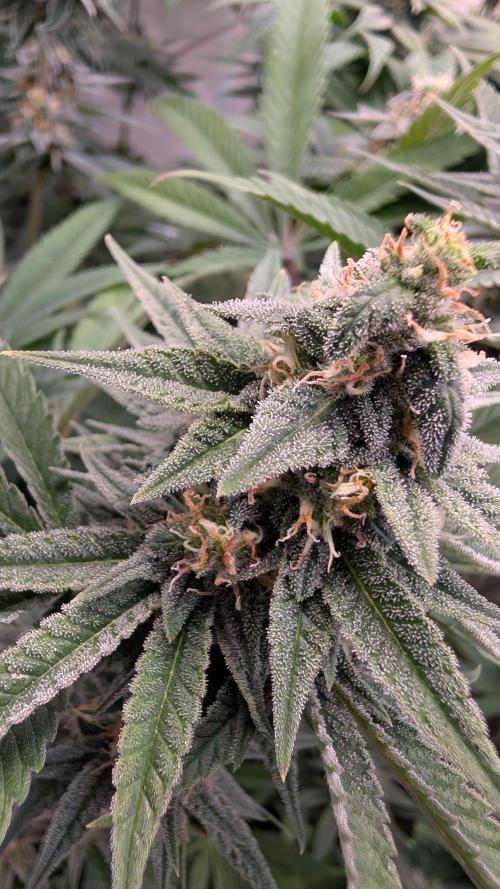 Cup Winning Strains 2026. Week 12