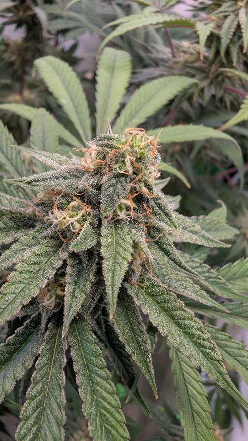 Cup Winning Strains 2026. Week 12