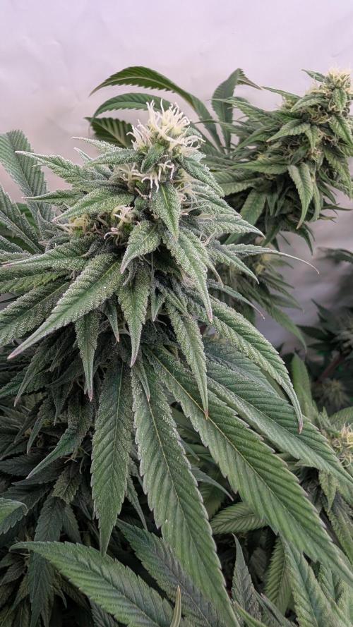 Cup Winning Strains 2026. Week 12